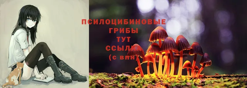 Галлюциногенные грибы Psilocybine cubensis  сколько стоит  Ковылкино 